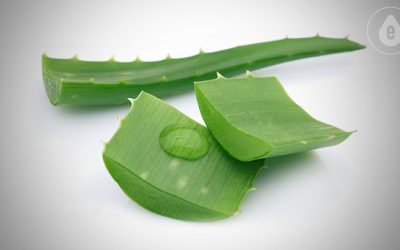 Library DeLixir ingredients — Aloe Vera